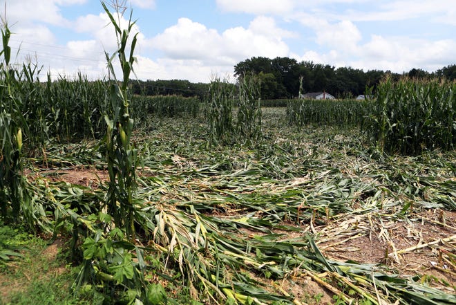 Corn in a field on Black Diamond Road north of Smyrna is left flattened after tropical storm Isaias brought a tornado that swept from Dover to north Delaware in August.